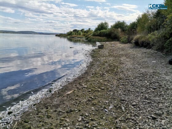 Мъртва риба