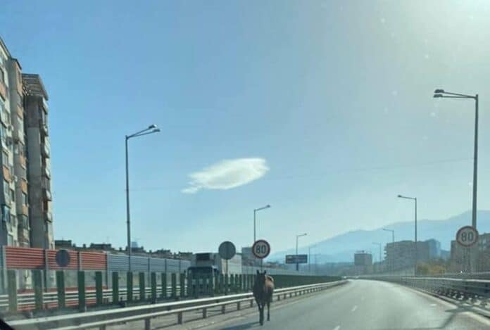 Кон в насрещното