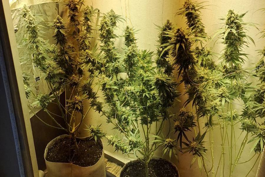 Растения от рода на конопа пособия за отглеждането им и