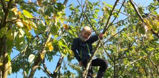 Дете, дърво