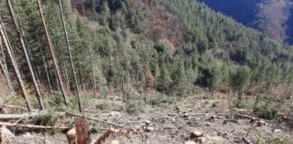 Едно от сечищата на "Експрес 79" в ДГС-Своге