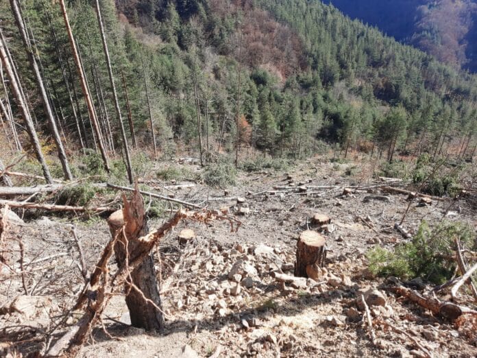 Едно от сечищата на "Експрес 79" в ДГС-Своге