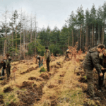 Залесяване