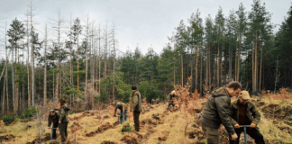 Залесяване