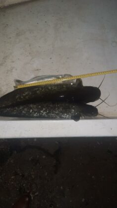 Акция на ИАРА