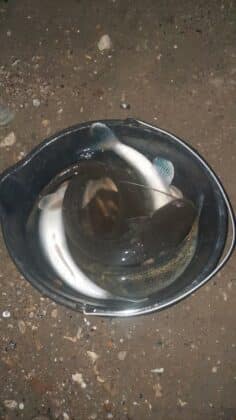 Акция на ИАРА