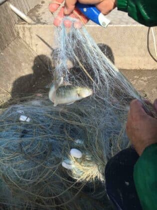 Акция на ИАРА