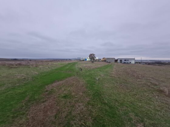 Издирване с коне