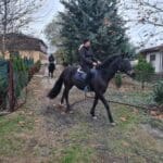 Издирване с коне