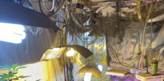 Наркооранжерия