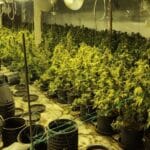 Наркооранжерия