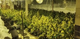 Наркооранжерия