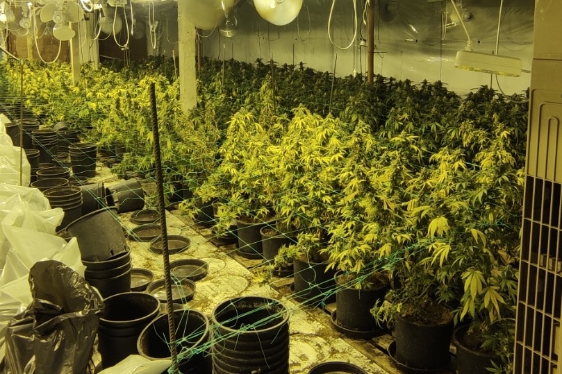 Наркооранжерия са открили криминалистите от Районното управление в Пазарджик в