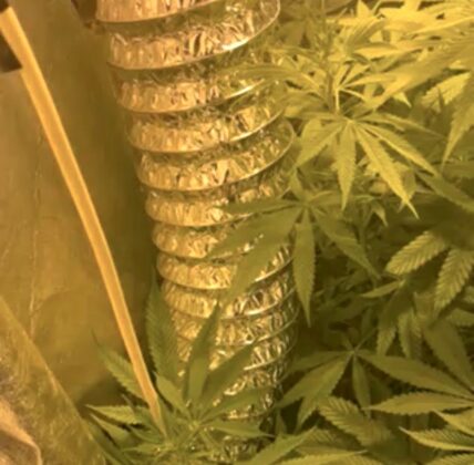 Наркооранжерия