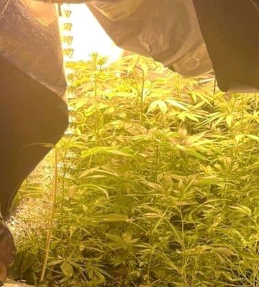 Наркооранжерия