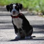 Американско Були