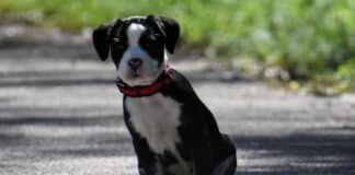 Американско Були