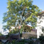 Дърво преди да бъде отсечено