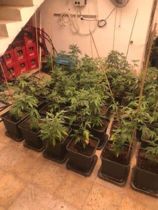 Наркооранжерия