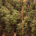 Наркооранжерия