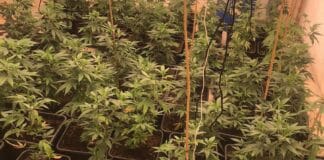 Наркооранжерия