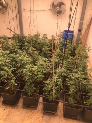 Наркооранжерия