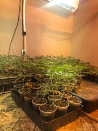 Наркооранжерия