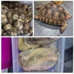 Операция "Thunder"