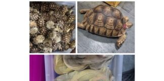 Операция "Thunder"