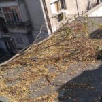 Отскубнатото дърво