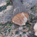 Отскубнатото дърво