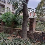 Отскубнатото дърво