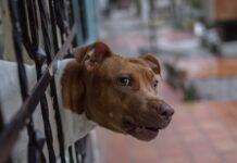 Питбул, куче