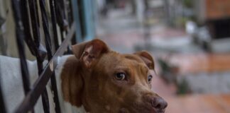 Питбул, куче