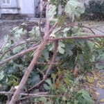 Отскубнатото дърво