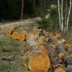 Незаконна сеч