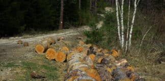 Незаконна сеч