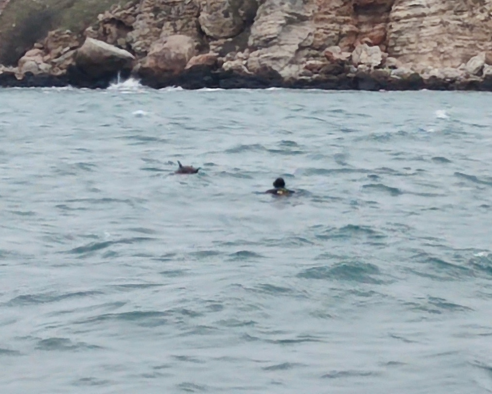 Съмнение за мина вдигна военноморските сили във Варна предадоха от