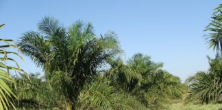 Палмова плантация.