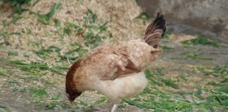 Пъдпъдък, птица