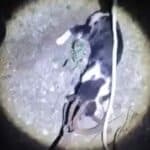 Тормоз над котка