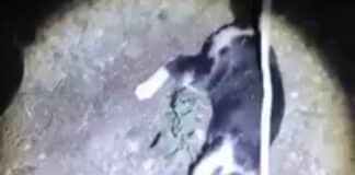 Тормоз над котка