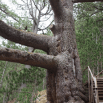 Байкушева мура