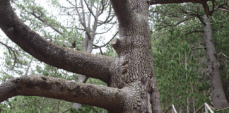 Байкушева мура