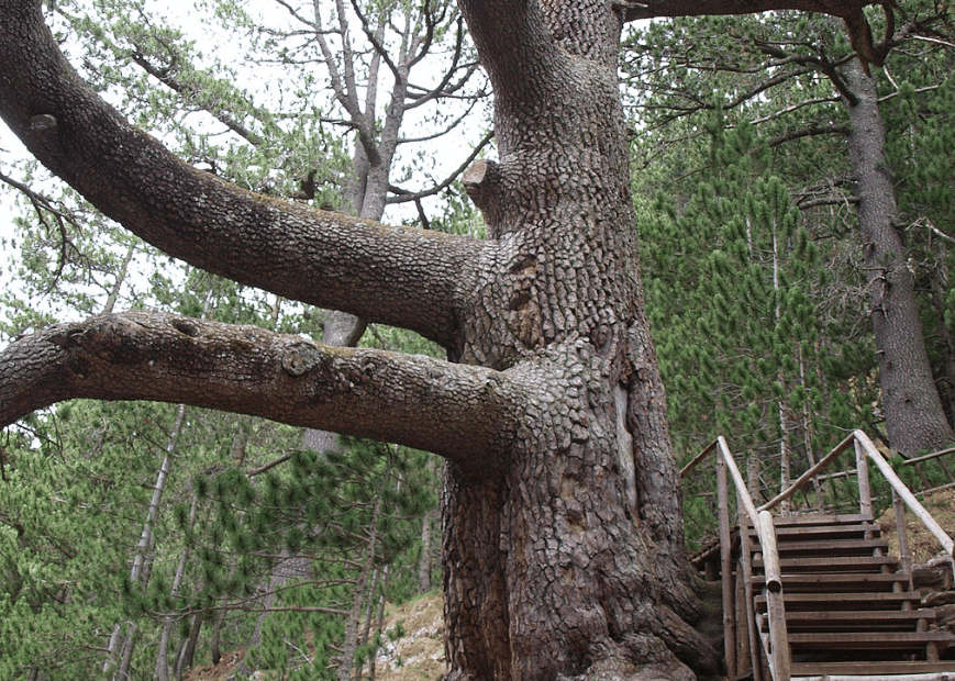 Арбористи извършиха първите проучвателни работи по обезопасяване и опазване на