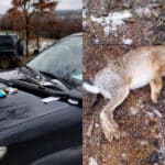 Бракониери