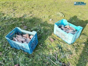 Незаконният улов. Снимка: Искра.бг