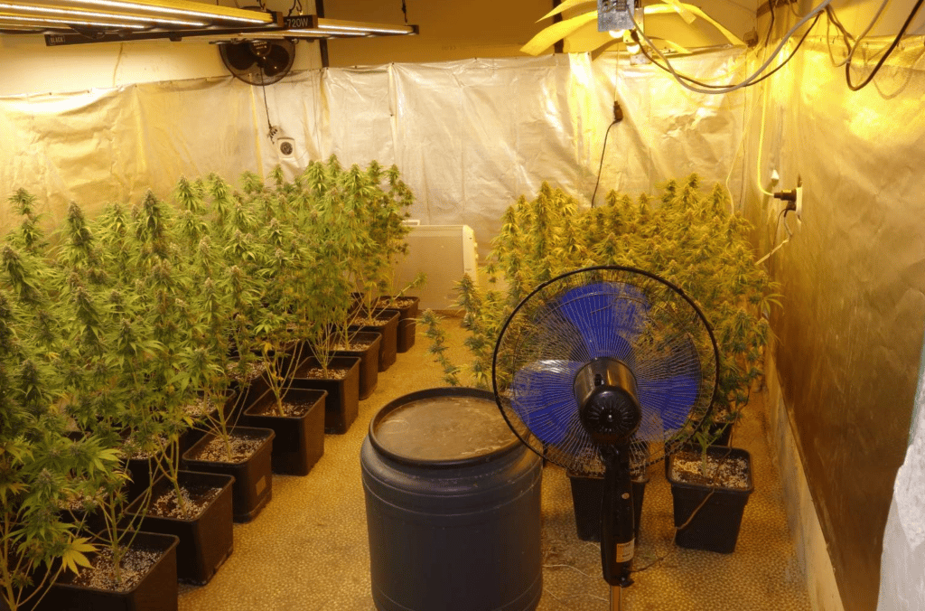 Служители на отдел Криминална полиция в ОДМВР Пловдив разкриха наркооранжерия край