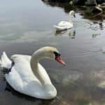 Лебеди
