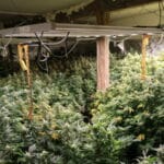 Наркооранжерия